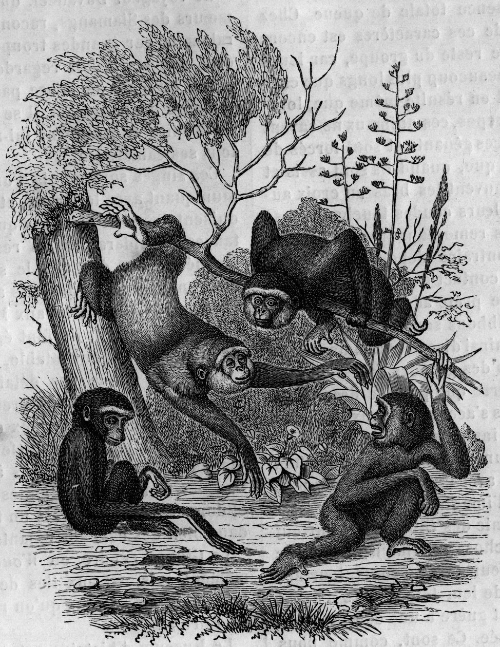 Grawerowanie przedstawiające Gibbons Hoolock z Indii. autorstwa Unknown artist