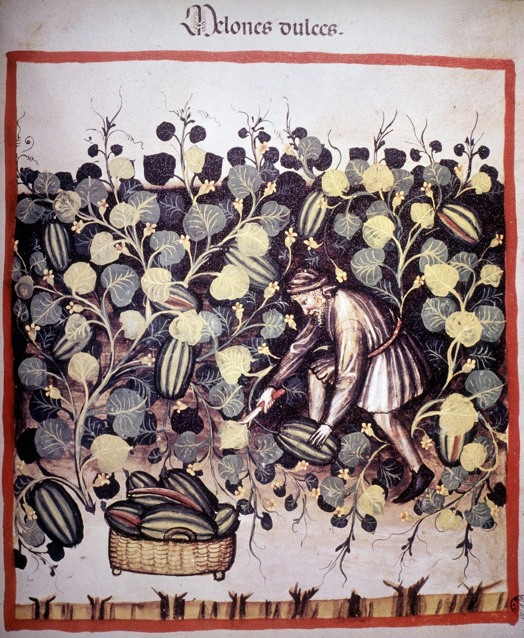 Grawer przedstawiający kolekcję melonów z „Tacuinum Sanitatis”. BN, Wiedeń. autorstwa Unknown artist