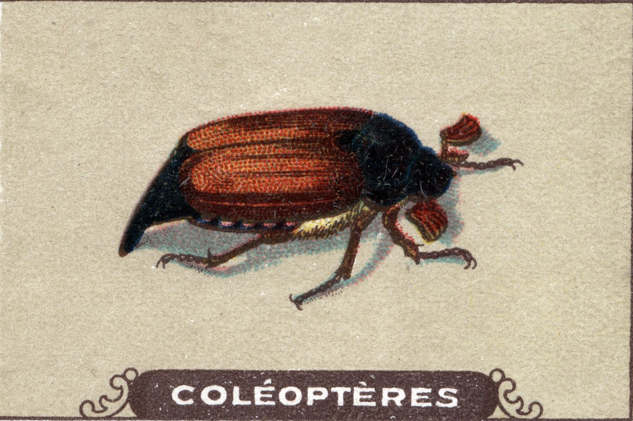 Entomologia: przedstawienie chabinera, seria owadów, początek XX wieku (chromo) autorstwa Unknown Artist