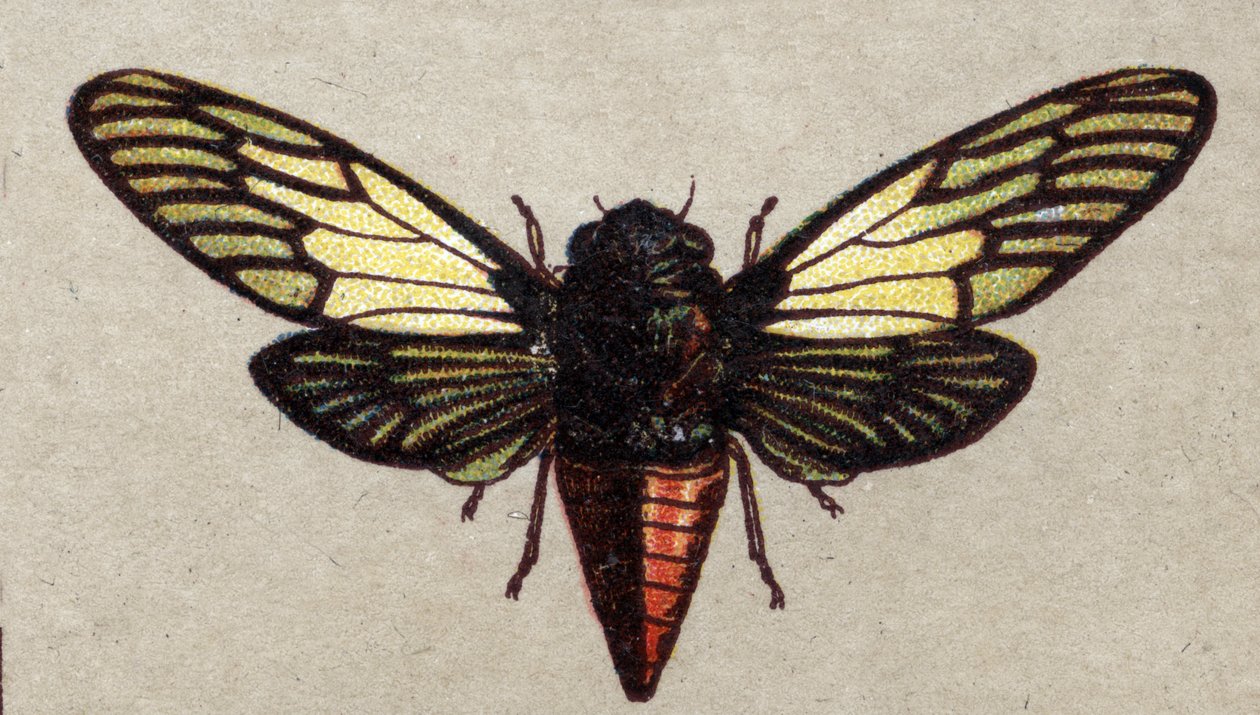 Entomologia: przedstawienie czerwonej cykady, seria owadów, początek XX wieku (chromo) autorstwa Unknown Artist
