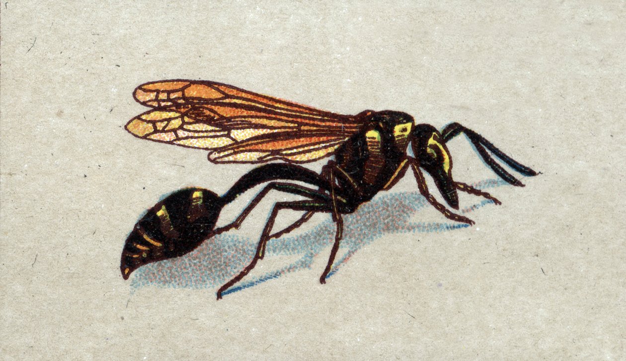 Entomologia: przedstawienie arquee guepe, seria o owadach, początek XX wieku (chromo) autorstwa Unknown Artist