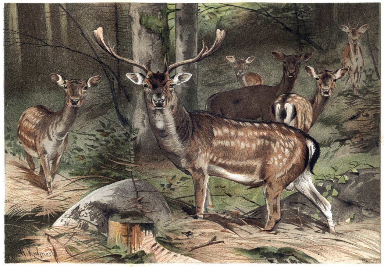 Europejski Zamsz - Daniel (Dama dama) - grawer z „”Życie zwierząt Brehma”” autorstwa Alfreda Edmunda Brehma (1829-1884) autorstwa Unknown artist