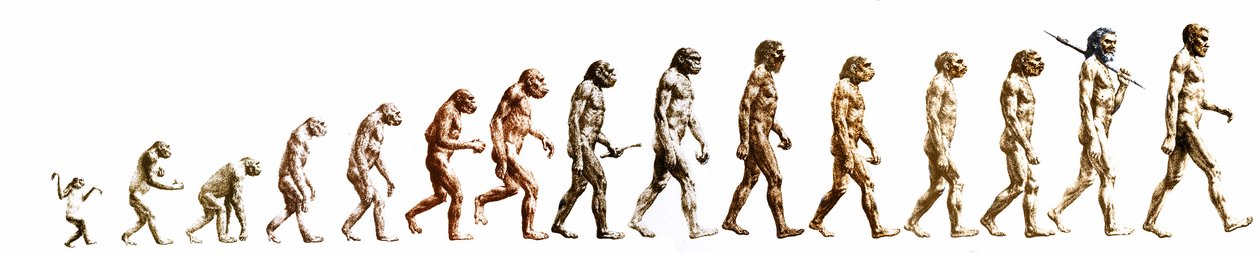 Ewolucja: Porównanie morfologii od małpy do współczesnego człowieka (różne hominidy). Grawerowanie końca XIX wieku. autorstwa Unknown artist