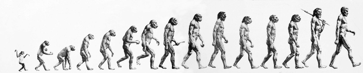 Ewolucja: Porównanie morfologii od małpy do współczesnego człowieka (różne hominidy). Grawerowanie końca XIX wieku. autorstwa Unknown artist
