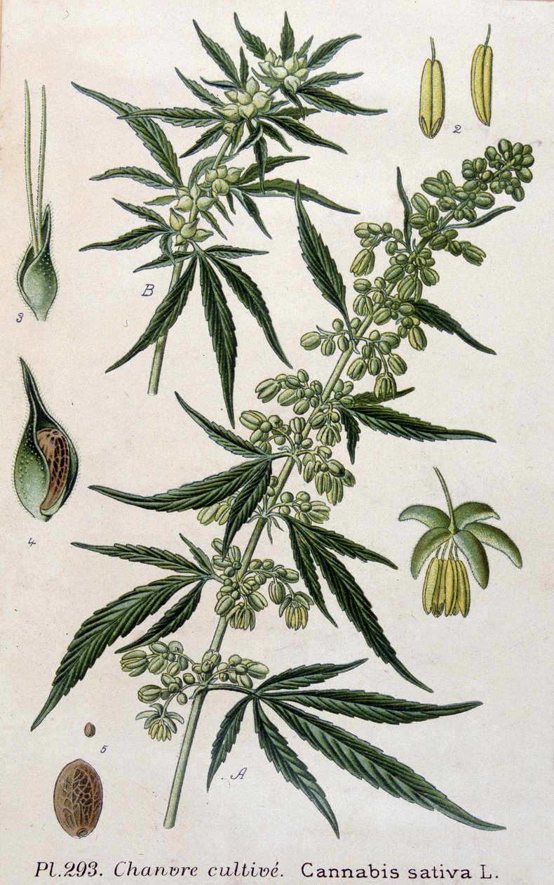 Żeńska roślina konopi. Grawerowanie z XIX wieku autorstwa Unknown artist