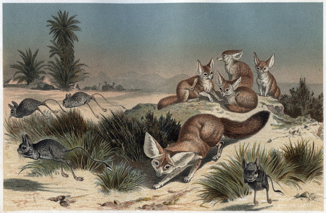 Fennec ou fox des sable du Sahara - Lis pustynny (Vulpes zerda) - grawer z ""Życie zwierząt Brehma"" Alfreda Edmunda Brehma (1829-1884) autorstwa Unknown artist