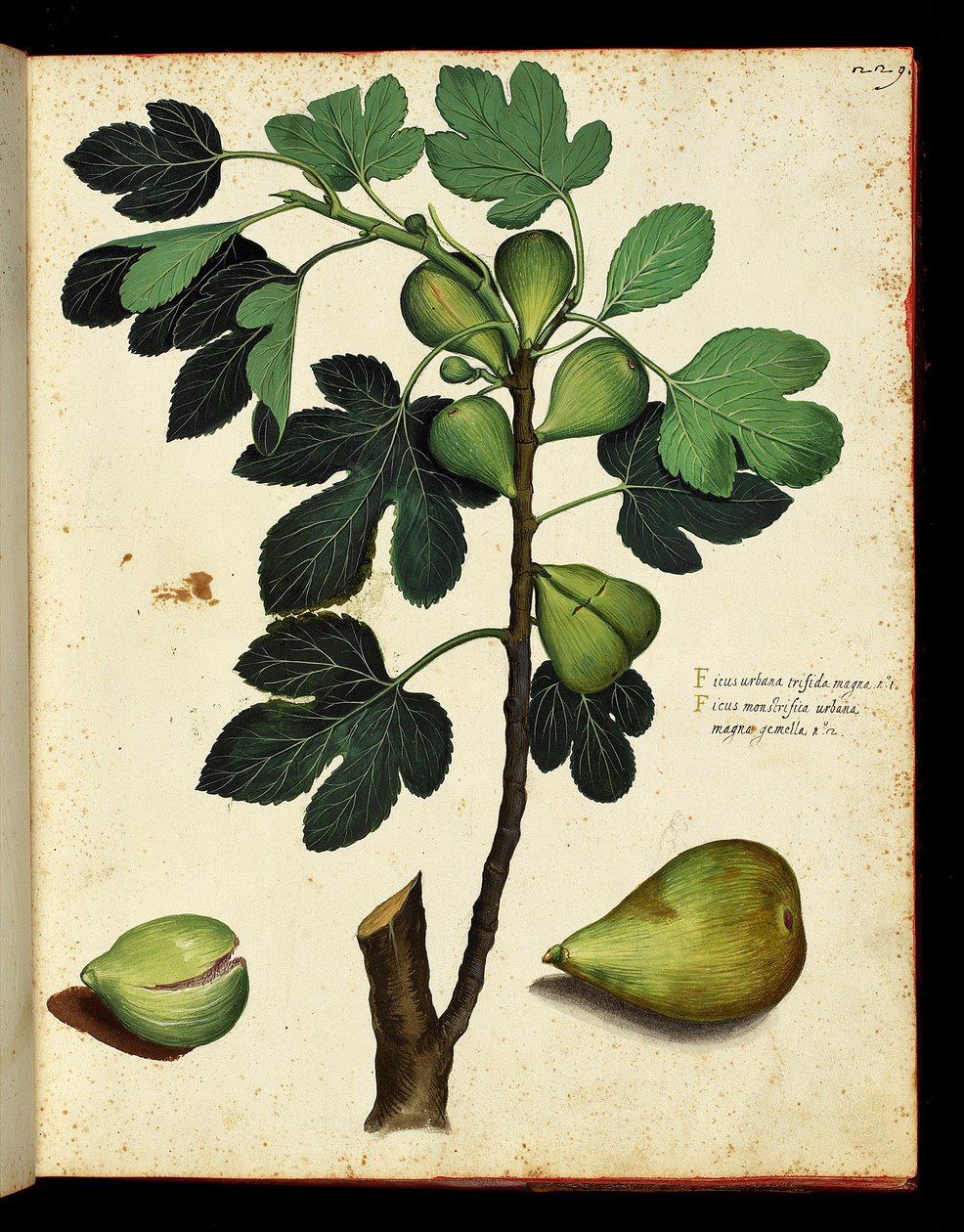 Gałąź figi i figi Tablica botaniczna zaczerpnięta z wyprawy Historii Naturalnej po owocach i warzywach. Zespoły Ulisse Aldrovandi, Bibl. Uniwersytet, wyd. 1603. autorstwa Unknown artist
