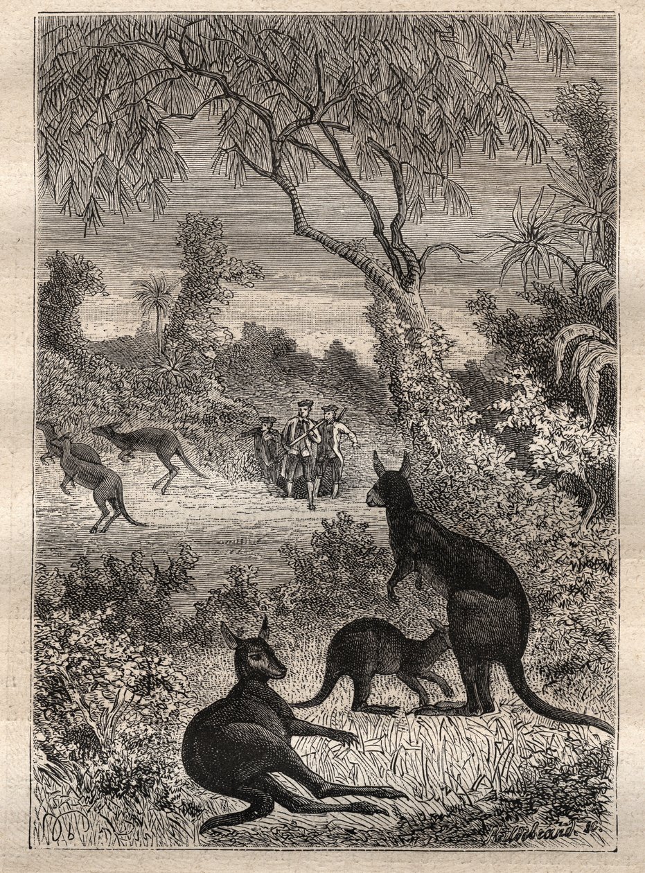 Pierwsza podróż (1768-1771) kapitana Jamesa Cooka (1728-1779): żeglarze odkrywają kangury (Australia) - ilustracja zaczerpnięta z „Wielkich marynarzy XVIII wieku” autorstwa Unknown artist