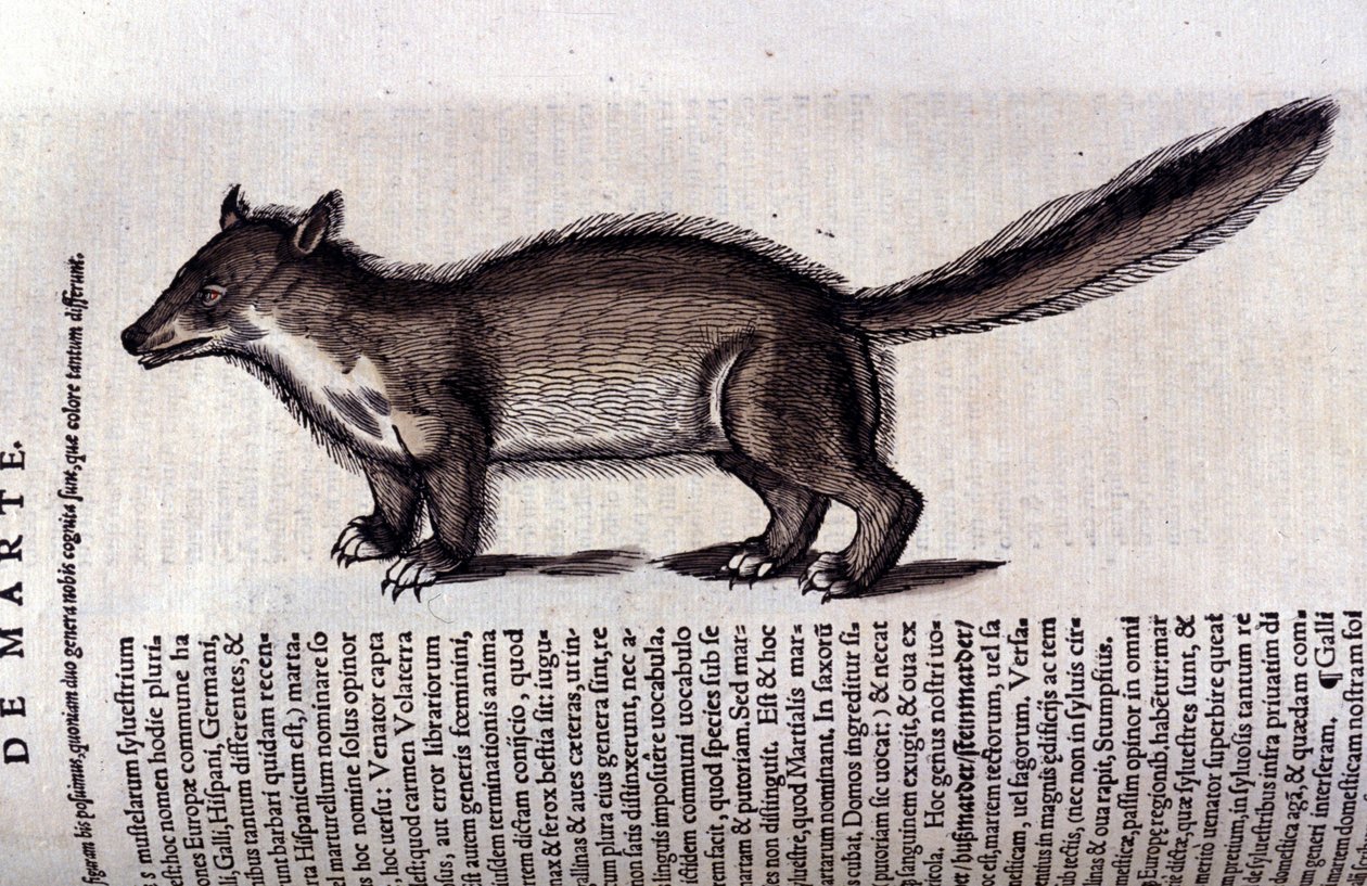 Zwierzę futerkowe - w historii zwierząt Conrada Gesnera (1516 - 1565), Tiguri autorstwa Unknown artist