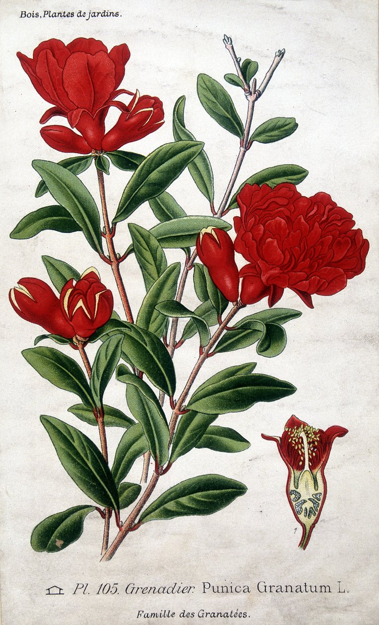 Rośliny ogrodowe: kwiaty granatu (rodzina Grenatées). autorstwa Unknown artist