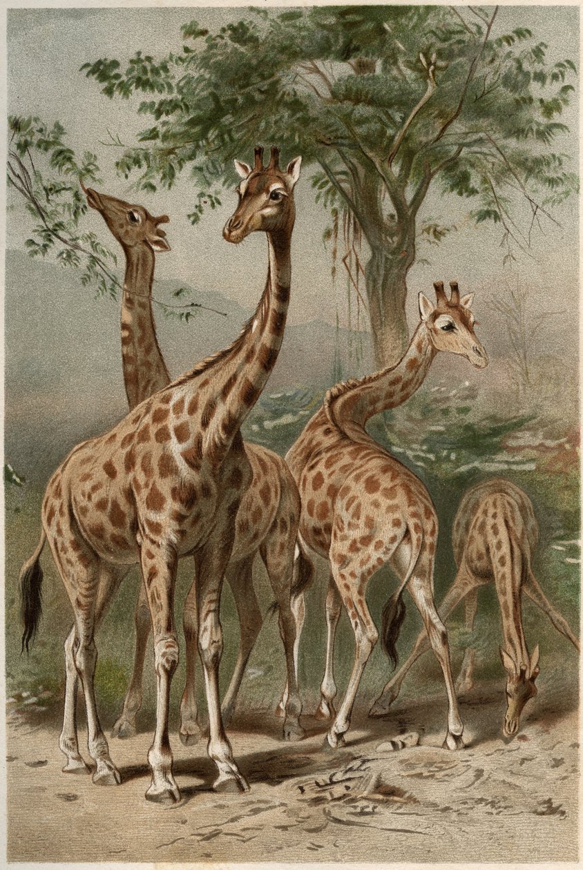 Żyrafa - żyrafa (Giraffa camelopardalis) - grawer z „”Życie zwierząt Brehma”” autorstwa Alfreda Edmunda Brehma (1829-1884) autorstwa Unknown artist