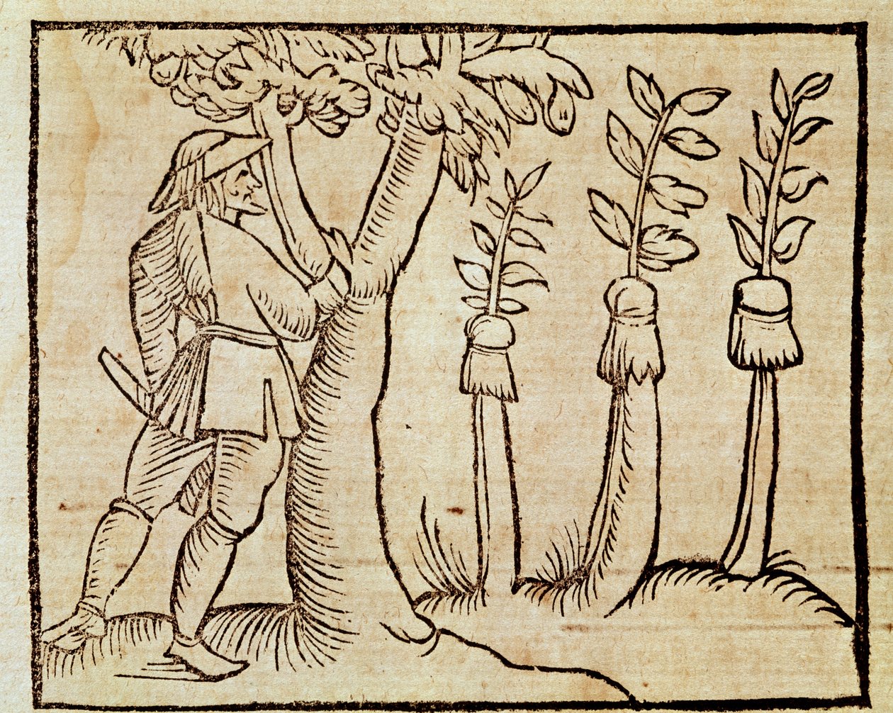 Szczepienie drzew, ilustracja z De Agricoltura Vulgare, Pier Crescenzio (1233-1320), wydanie wydane w Wenecji autorstwa Unknown artist