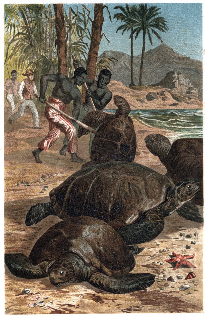 Zielony żółw lub żółw atlantycki - Zielony żółw morski (Chelonia mydas) - grawer z „Życia zwierząt Brehma” autorstwa Alfreda Edmunda Brehma (1829-1884) autorstwa Unknown artist