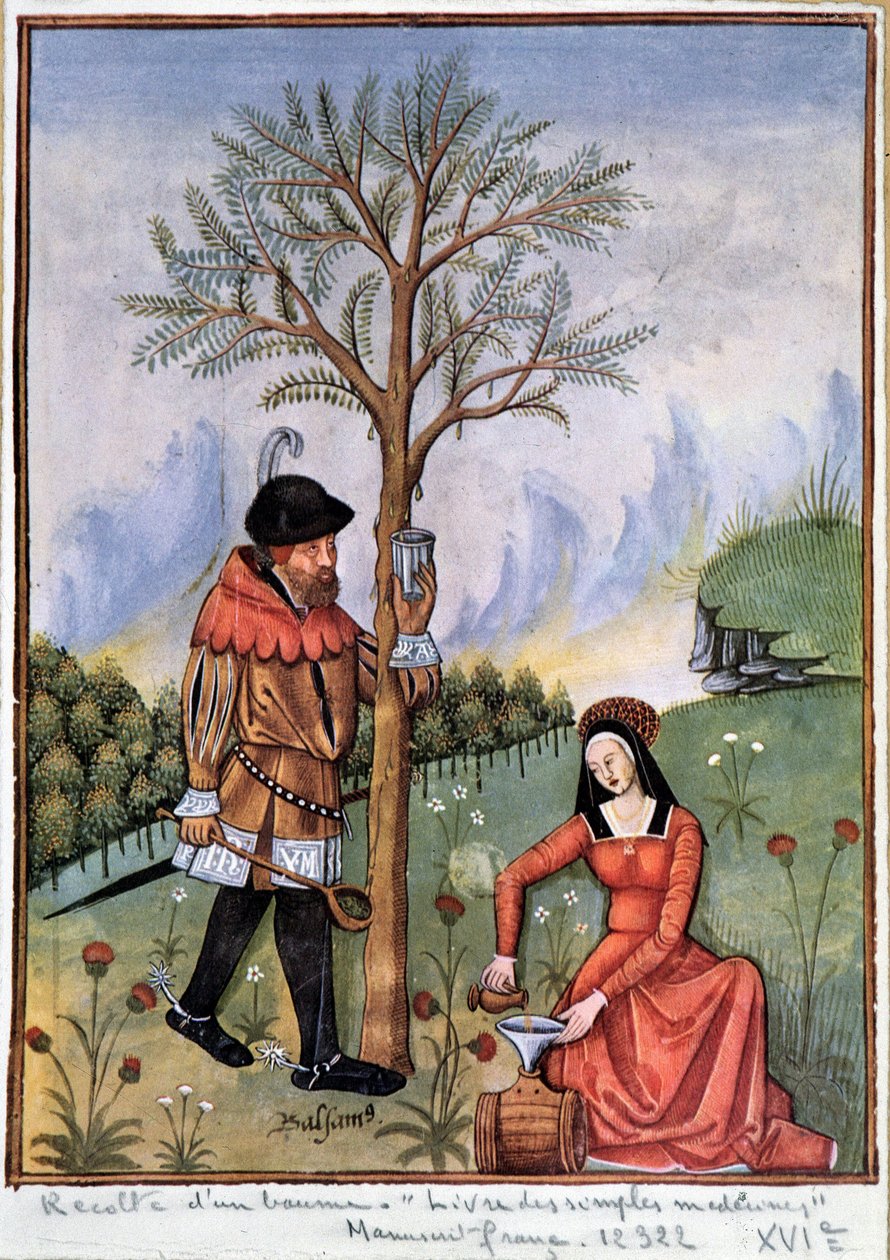 Zbieranie balsamu - Księga prostych lekarstw autorstwa Unknown artist