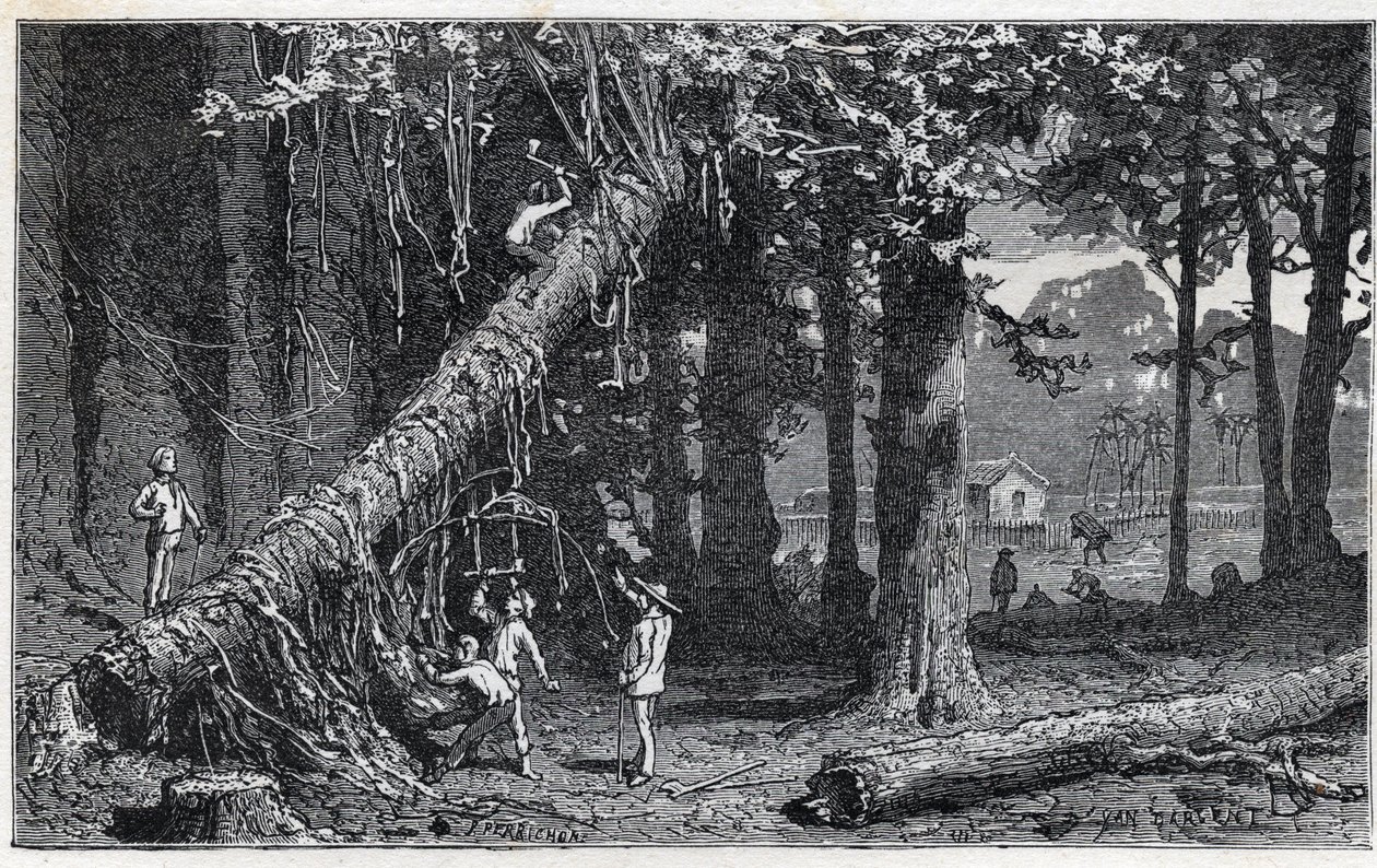 Zbiór kory cinchony - Quinquina (Cinchona officinalis) autorstwa Unknown artist