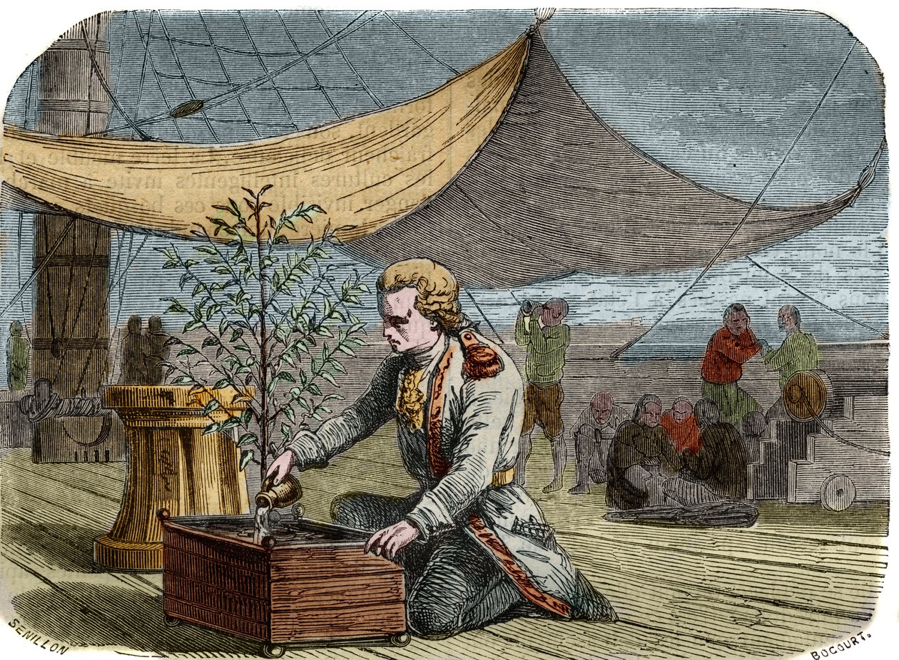 Historia kawiarni: Kapitan Gabriel de Clieu (Declieux, Desclieux) (1687/1678- ok. 1774), na zlecenie króla Ludwika XIV w 1725 sprowadził na Martynikę kawiarnię (ekspres), dzieli się z nim swoją porcją wody by uchronić go przed wysuszeniem. Engr autorstwa Unknown artist