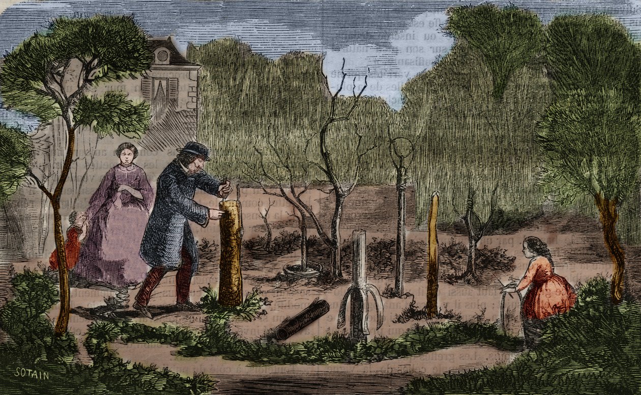 Ogrodnictwo: główne metody przesadzania roślin. Grawerowanie z 1860 roku. autorstwa Unknown artist