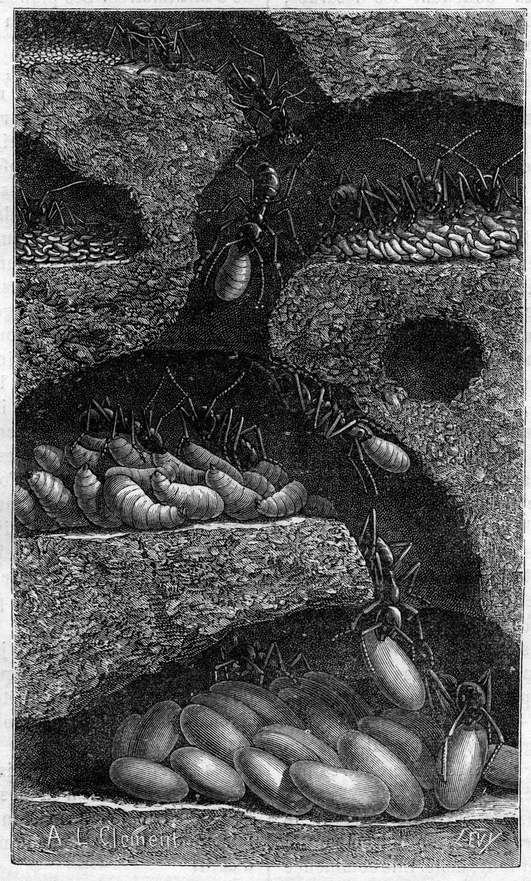 Przetrzymywanie jaj i larw w mrówce. Grawerowanie w „” le journal de la Jeunesse „” z 1888 r. autorstwa Unknown artist