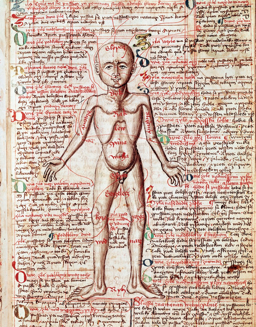 Ciało ludzkie Rycina z „Tractatus de pestilentia”” XV wiek - Praga, Biblioteka Narodowa autorstwa Unknown artist