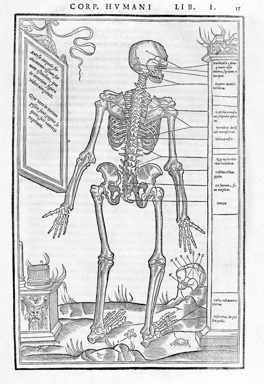 Szkielet człowieka, część tylna. Płytka anatomiczna ""Sekcja trzech części ludzkiego ciała..." Carlo Stefano Riverio, Paryż 1545 autorstwa Unknown artist