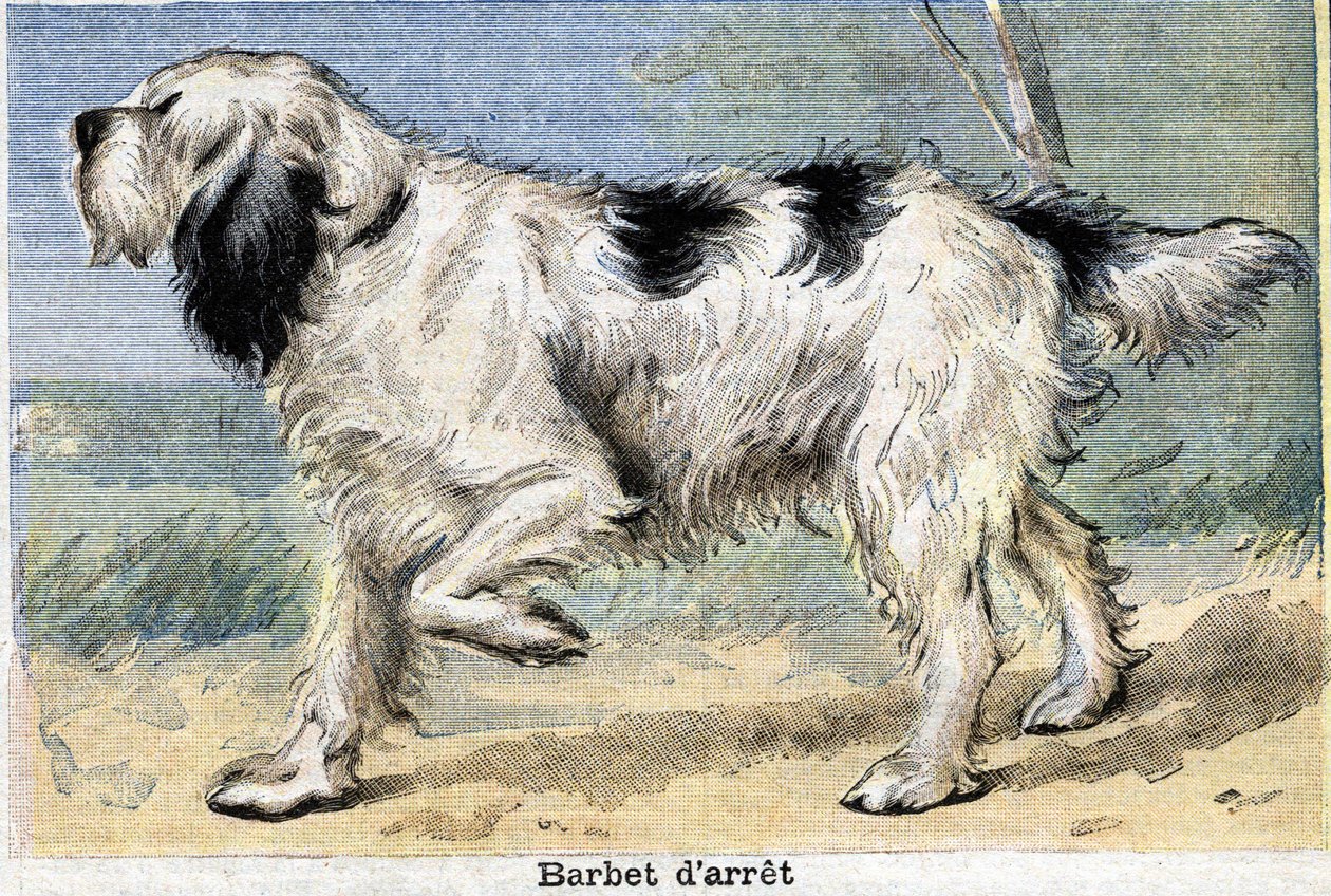 Pies myśliwski: Stop Barbet autorstwa Unknown artist