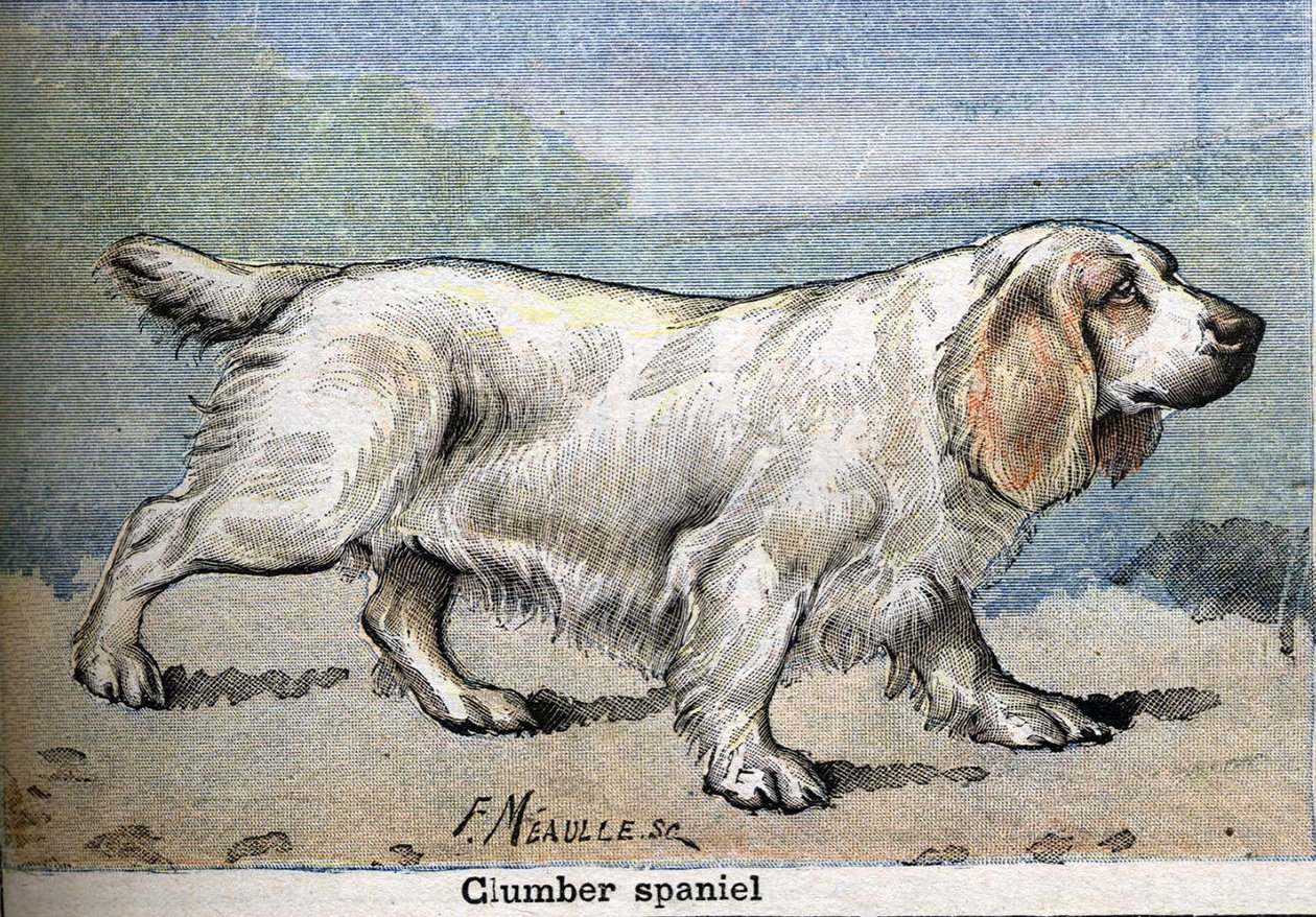 Pies myśliwski: Clumber spaniel autorstwa Unknown artist