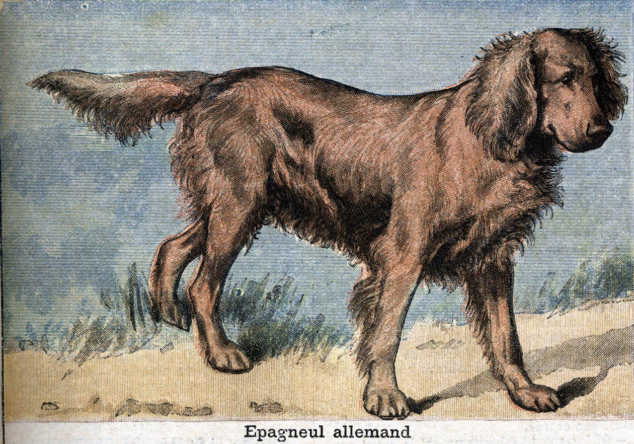 Pies myśliwski: spaniel niemiecki autorstwa Unknown artist