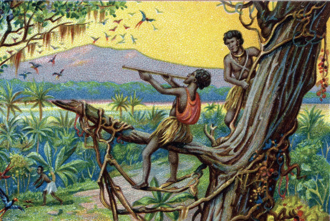 Technika polowania. Polowanie na kolibry na archipelagu polinezyjskim: mieszkańcy używają ugryzień. Chromolitografia XIX wieku. autorstwa Unknown artist