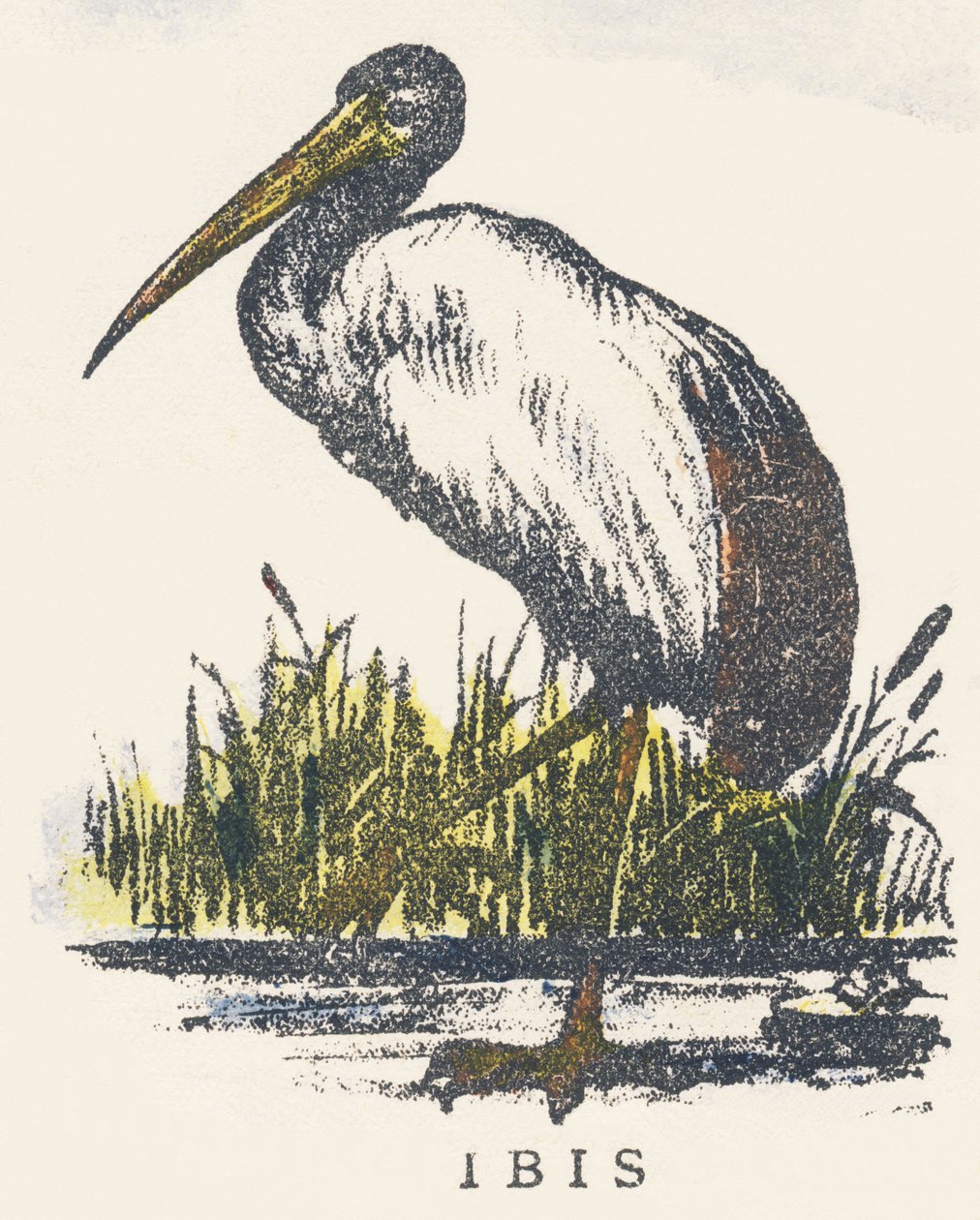 ja: ibis autorstwa Unknown artist