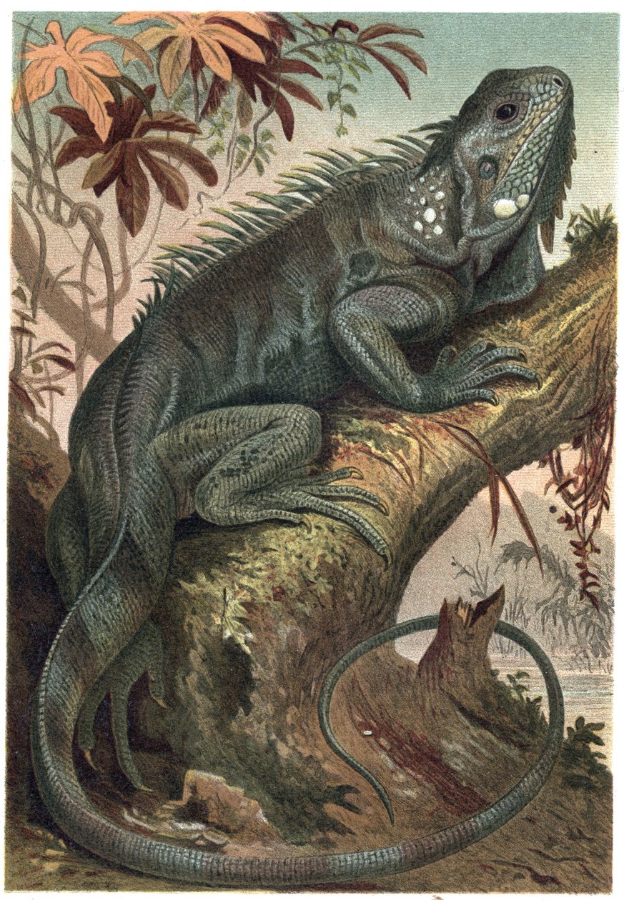 Iguana - Iguana (jaszczurki roślinożerne) - grawer z „Życia zwierząt Brehma” autorstwa Alfreda Edmunda Brehma (1829-1884) autorstwa Unknown artist