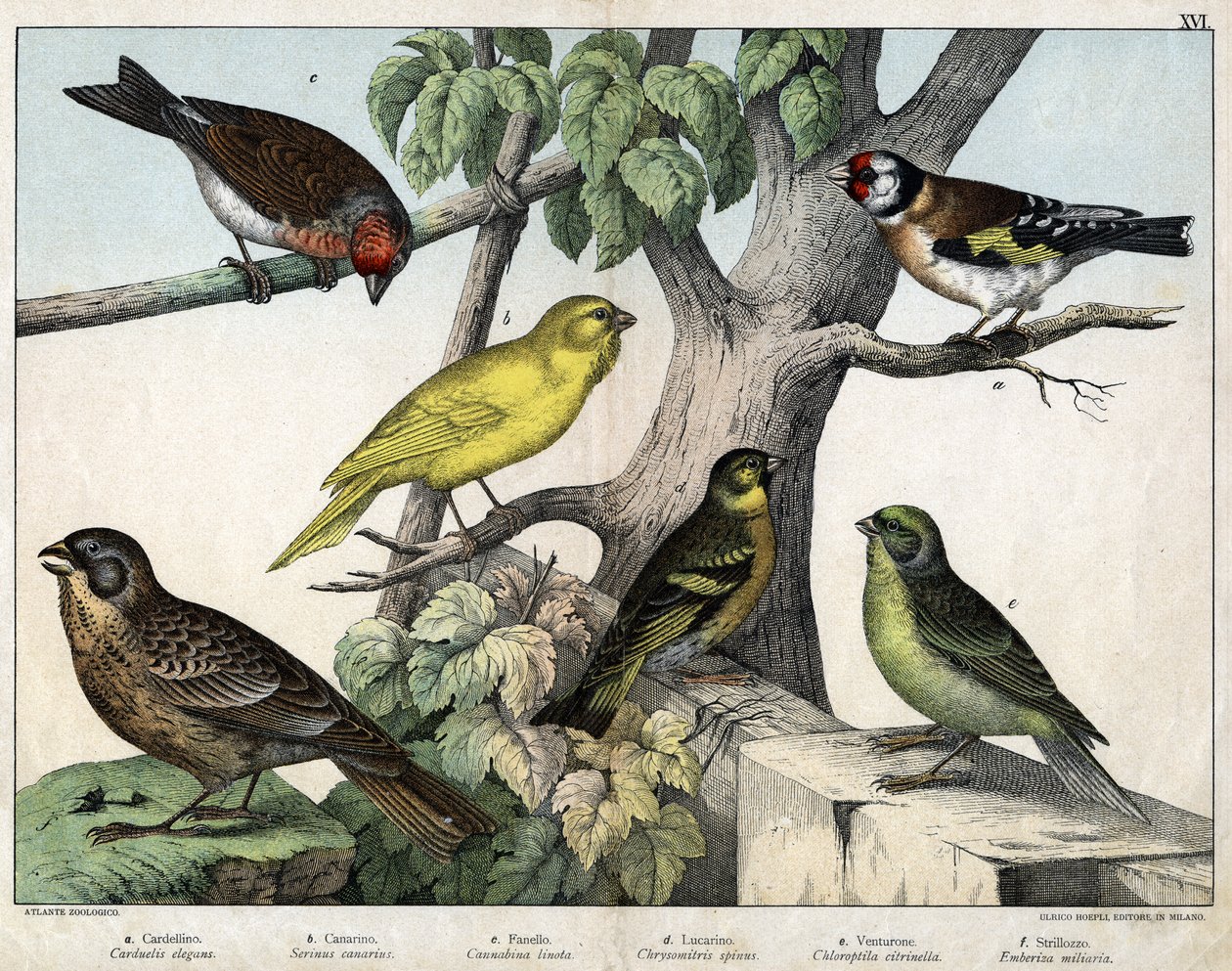 Ilustracja do "Historii naturalnej ptaków", wyd. Hoepli, Mediolan autorstwa Unknown Artist