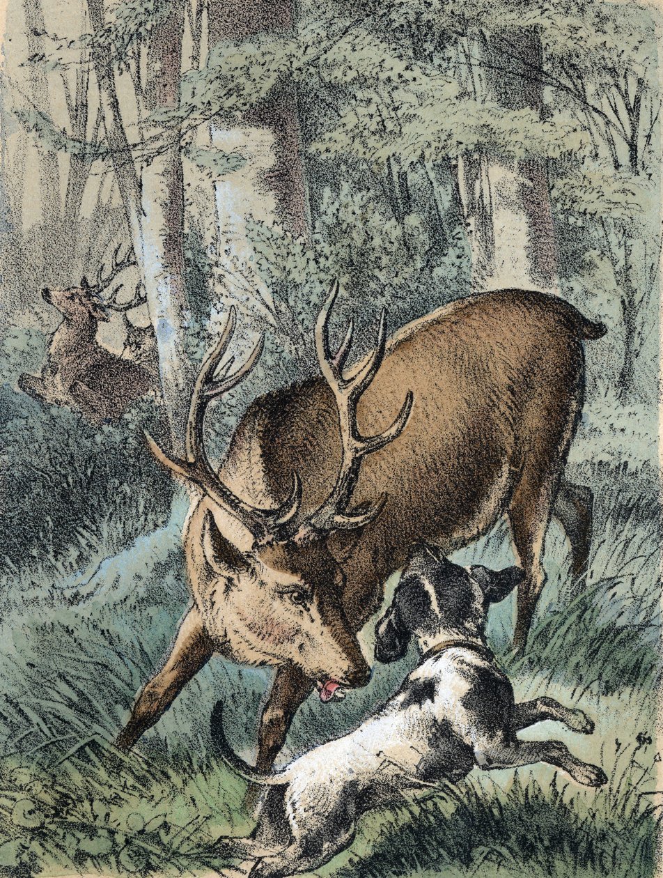 Ilustracja do bajek Franza Hoffmanna „Baśnie i bajki” – „Dwa jelenie””: jeden jeleń ucieka, a drugi walczy z psem. Chromolitografia XIX wieku. autorstwa Unknown artist