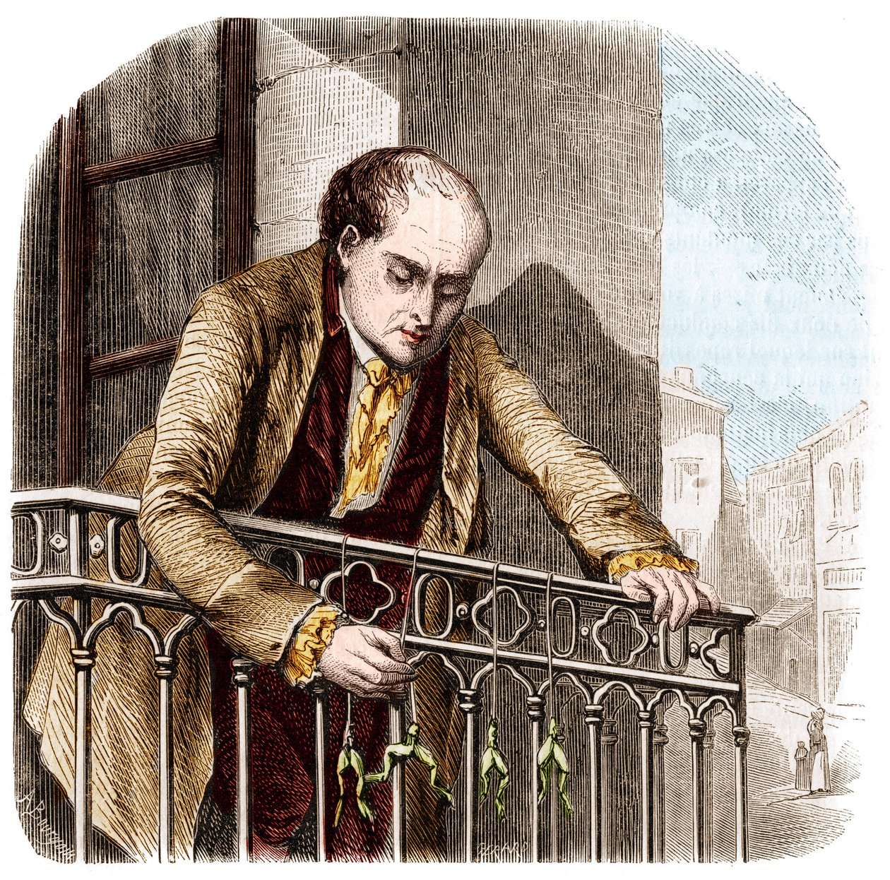 Ilustracja eksperymentów Luigiego Galvani, włoskiego fizyka i lekarza (1737 - 1798) z żabami. autorstwa Unknown artist