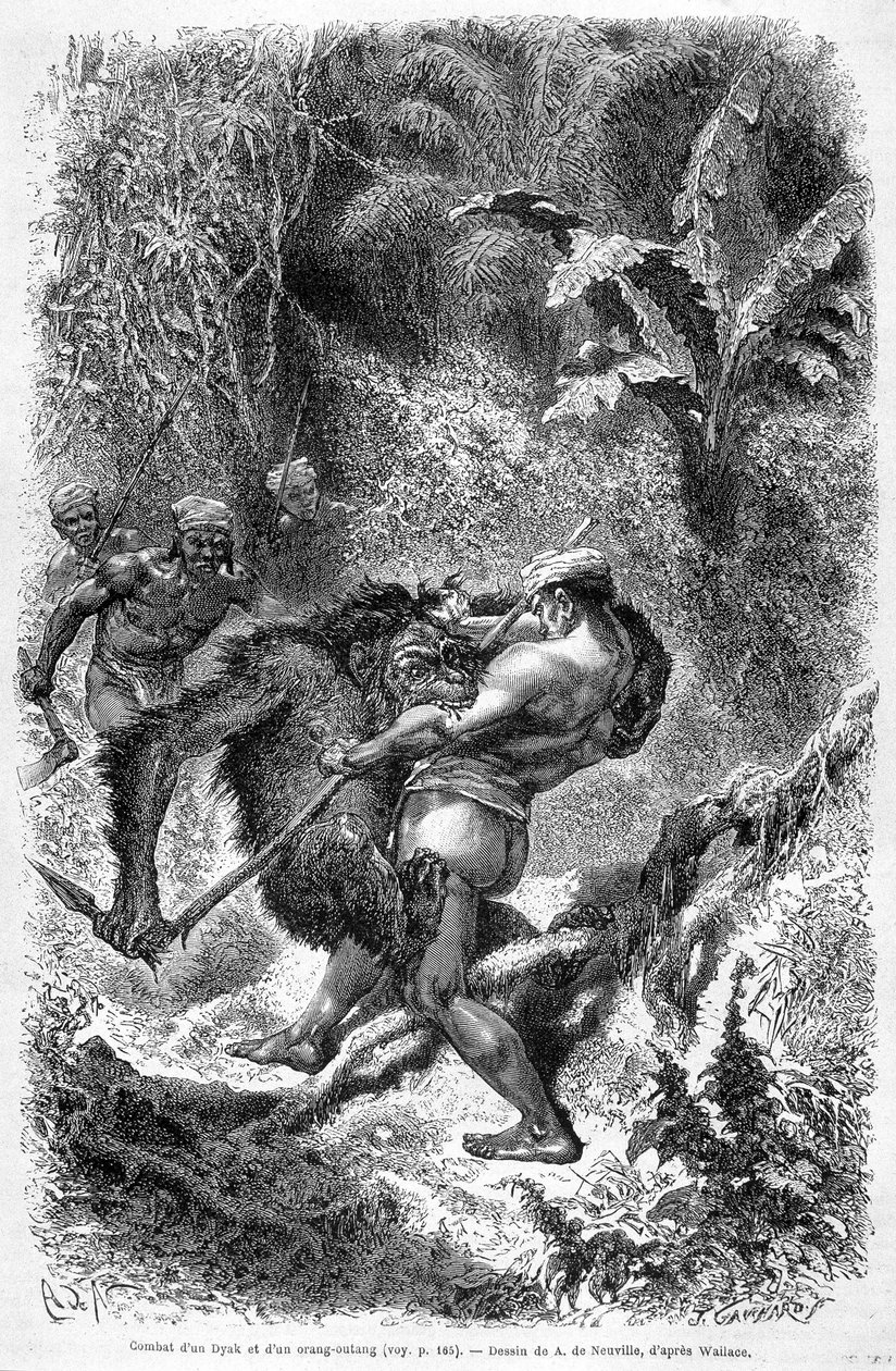 Ilustracja opublikowana w wydaniu „Le Tour du monde” z 1862 r. przedstawiająca walkę dajaka z orangutanem (orang-utan, orang outang, orang-utang) na wyspie Borneo. Rytownictwo. autorstwa Unknown artist