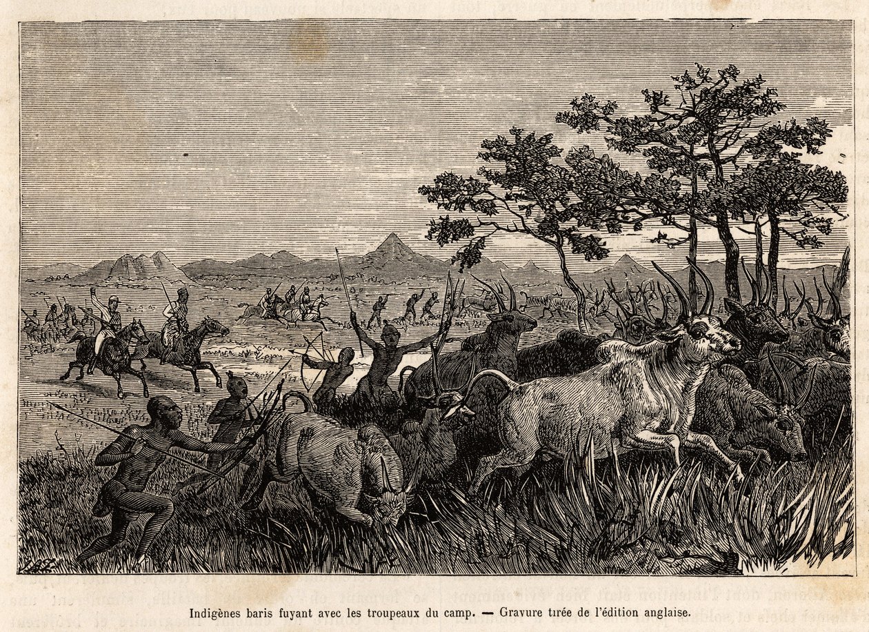 Rdzenni baris (ludność Sudanu) broń z łukami i strzałami, uciekająca ze stadami skonfiskowanymi przez Sir Bakera, aby uniemożliwić im atakowanie innych plemion w regionie, w celu ich splądrowania i zniewolenia, grawerunek ilustrujący wyprawę zbrojną autorstwa Unknown artist