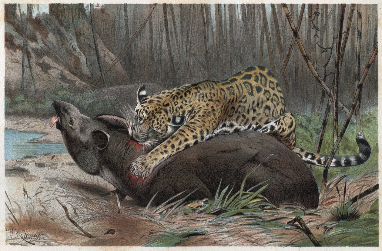 Jaguar (Panthera onca) - grawer z „”Życie zwierząt Brehma”” Alfreda Edmunda Brehma (1829-1884) autorstwa Unknown artist