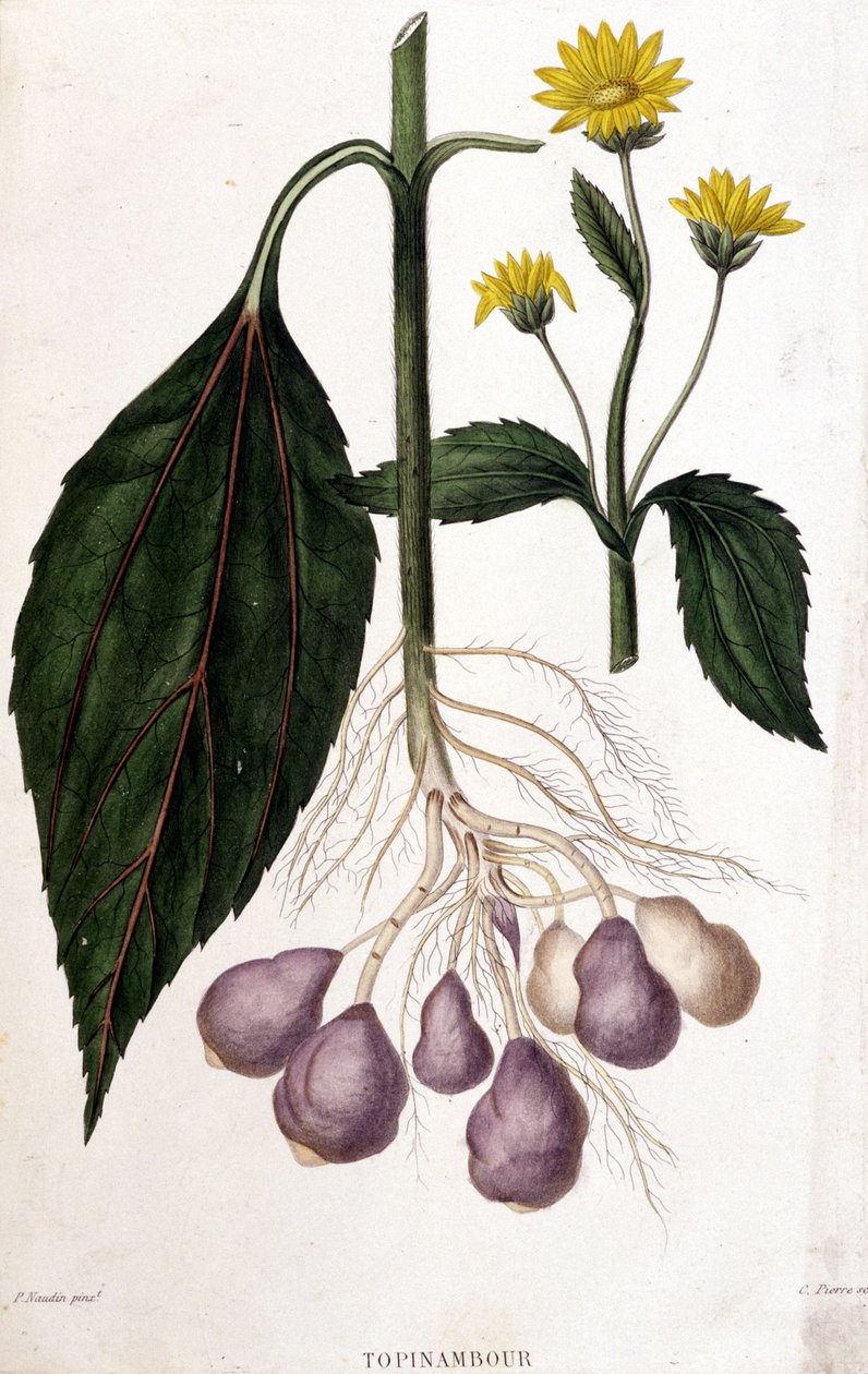 Topinambur - deska botaniczna autorstwa Unknown artist