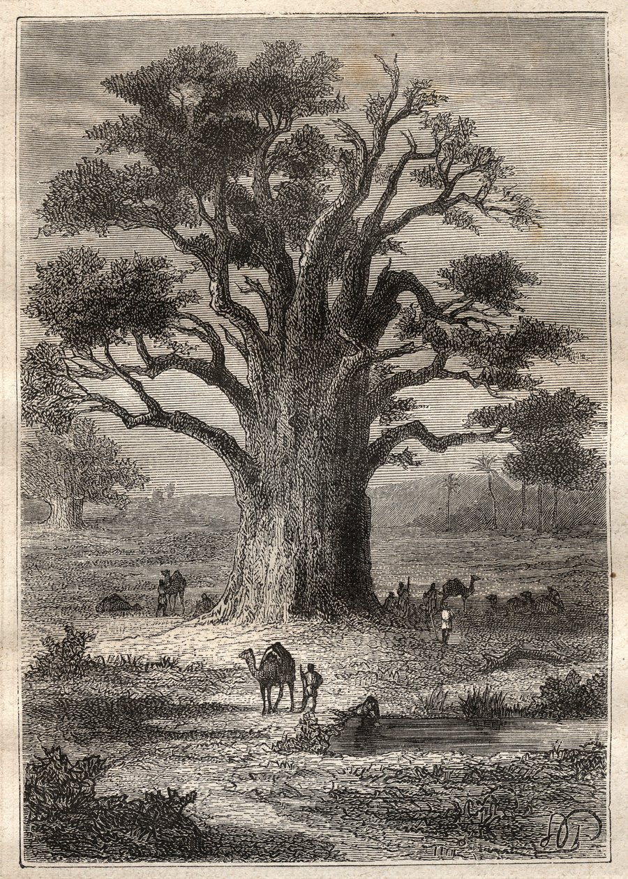 Podróż (1798) Frederica Conrada (Konrada) Hornemanna (1772-1801) do Fezzana (Libia): baobab - ilustracja zaczerpnięta z „Wielkich marynarzy XVIII wieku”” autorstwa Unknown artist