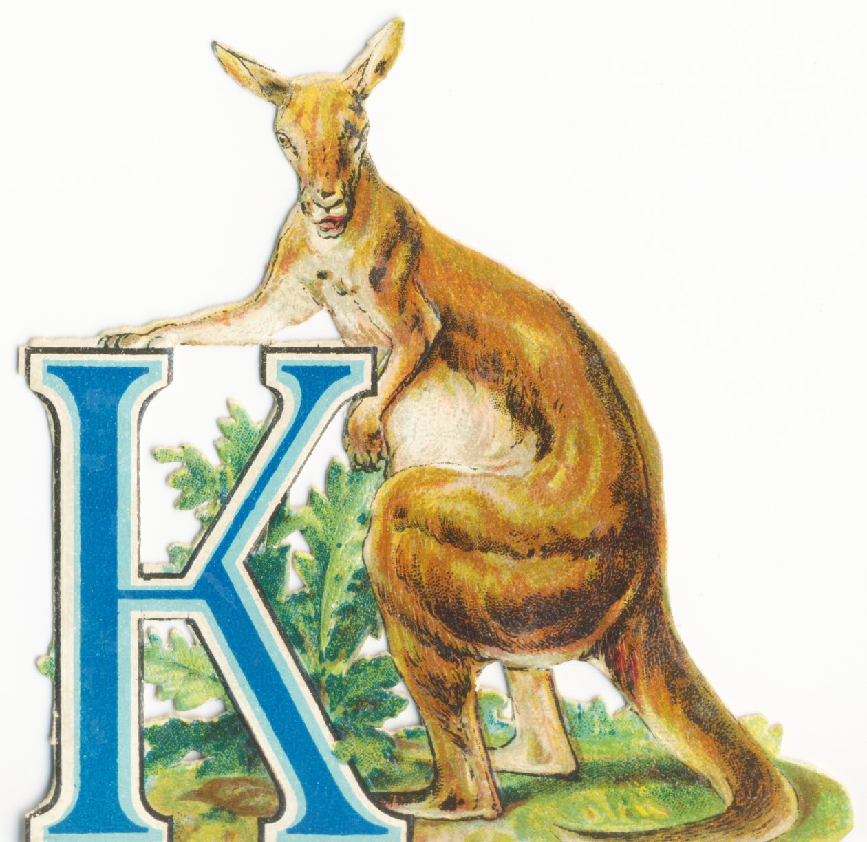 K: Kangur autorstwa Unknown artist