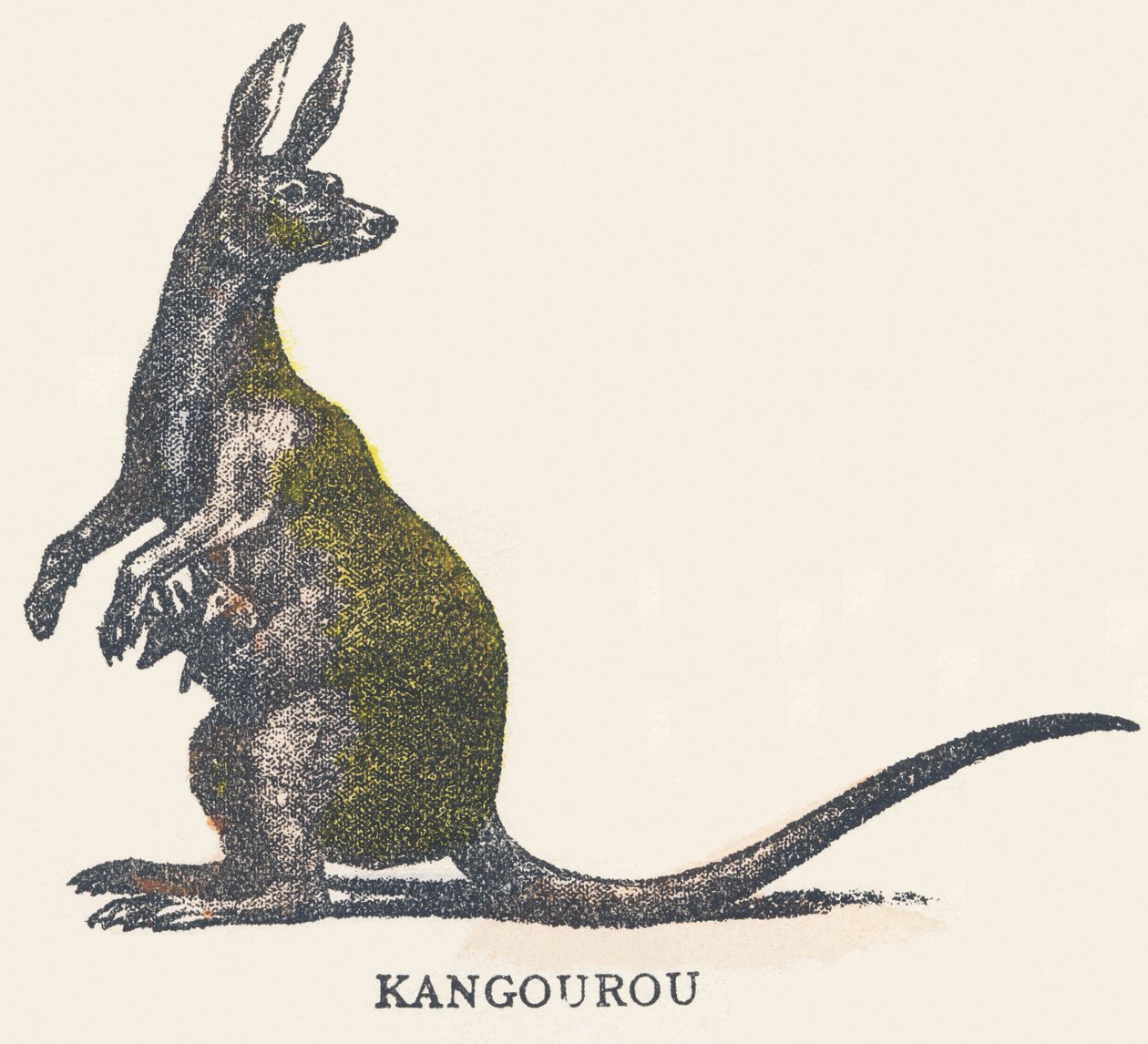 K: kangur autorstwa Unknown artist