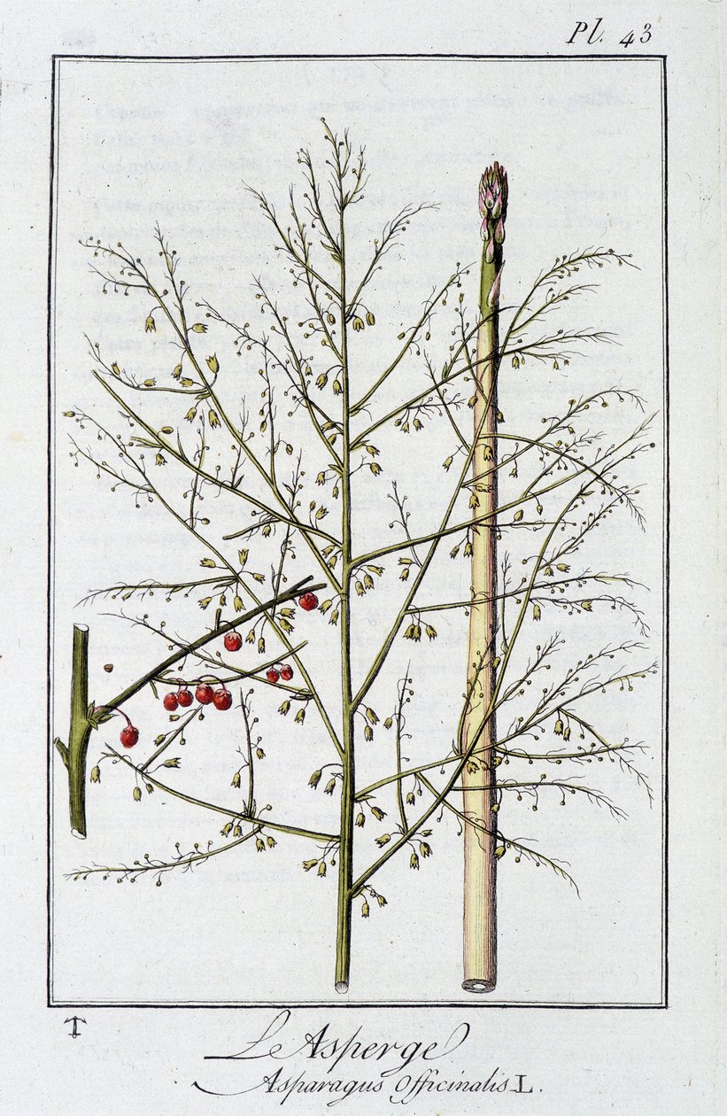 Szparagi (Asparagus Officinalis) - w „Ćwiczeniach z botaniki na użytek handlowców”, pod redakcją J.C. Philibert, Imprimerie de Crapelet, Paryż autorstwa Unknown artist