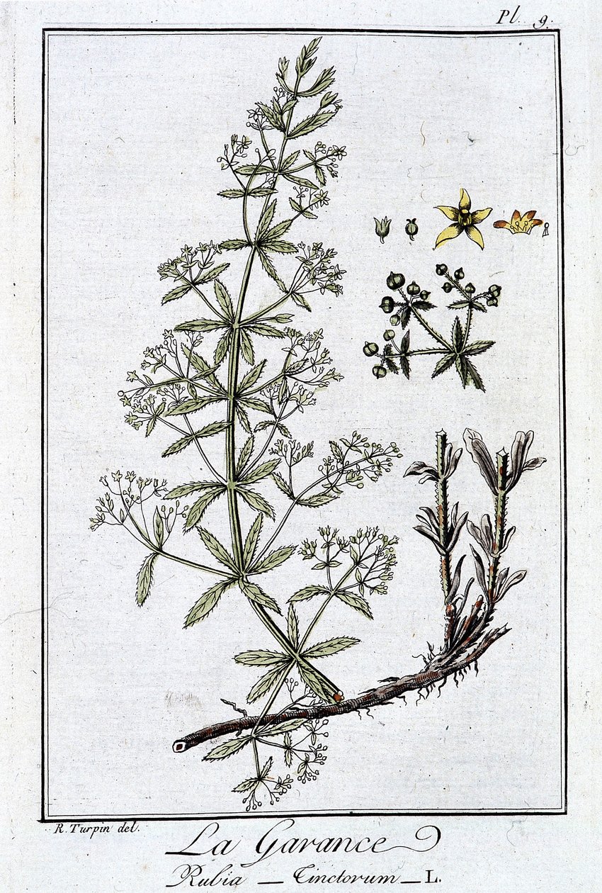 La Garance (Rubia Tinctorum) - w „Ćwiczeniach z botaniki na użytek handlowców”, autorstwa J.C. Philiberta, Imprimerie de Crapelet, Paryż autorstwa Unknown artist