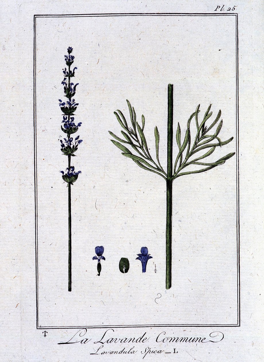 Lawenda pospolita (Lavandula Spica) - w „Ćwiczeniach z botaniki dla handlowców” J.C. Philibert, Imprimerie de Crapelet, Paryż autorstwa Unknown artist