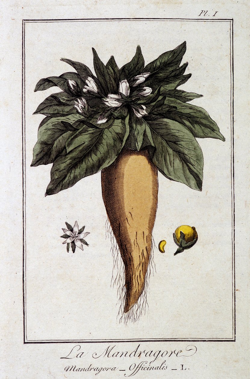 Mandragora (Mandragora Officinalis) - w „Ćwiczeniach z botaniki na użytek handlowców”, pod redakcją JC Philibert, Imprimerie de Crapelet, Paryż autorstwa Unknown artist