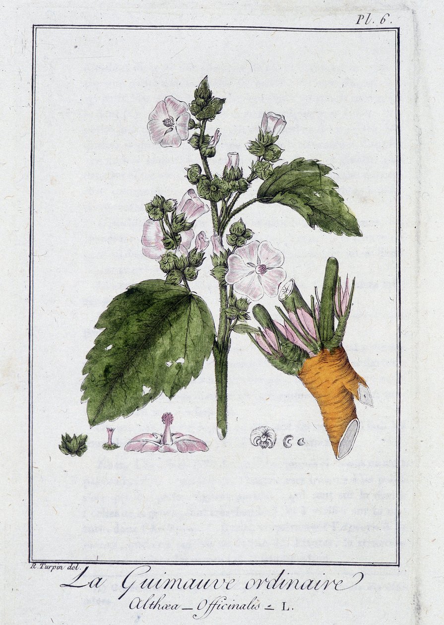 Ptasie mleczko zwyczajne (Althaea Officinalis) - w „Ćwiczeniach z botaniki na użytek handlowców”, pod redakcją J.C. Philiberta, Imprimerie de Crapelet, Paryż autorstwa Unknown artist