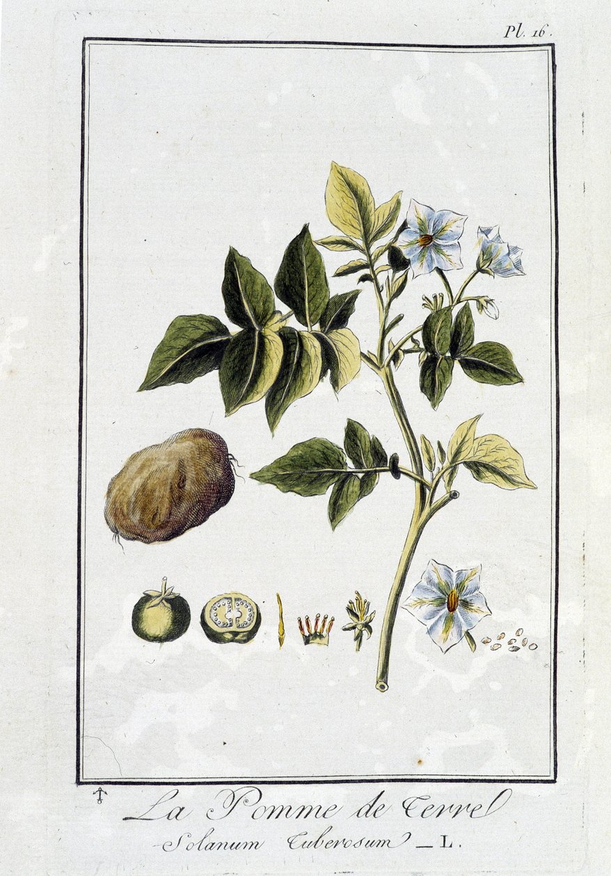 Ziemniak (Solanum Tuberosum) - w „Ćwiczeniach z botaniki na użytek handlowców” J.C. Philibert, Imprimerie de Crapelet, Paryż autorstwa Unknown artist