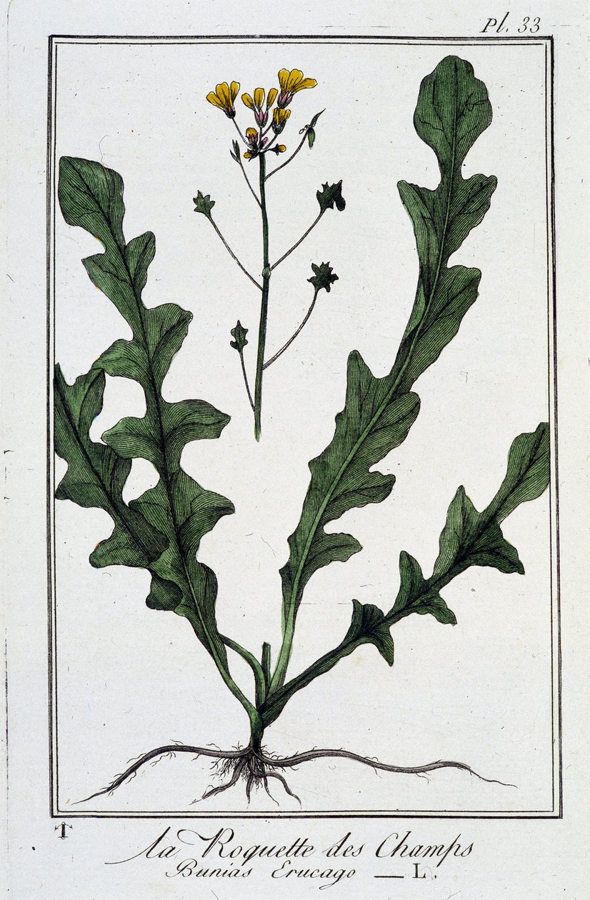 La Roquette des Champs (Bunias Erucago) - w „Ćwiczeniach z botaniki na użytek handlowców”, autorstwa J.C. Philiberta, Imprimerie de Crapelet, Paryż autorstwa Unknown artist