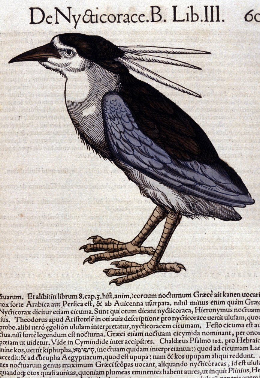 La bihoreau w Historia Animalium Conrada Gesnera (1516-1565), Tiguri autorstwa Unknown artist