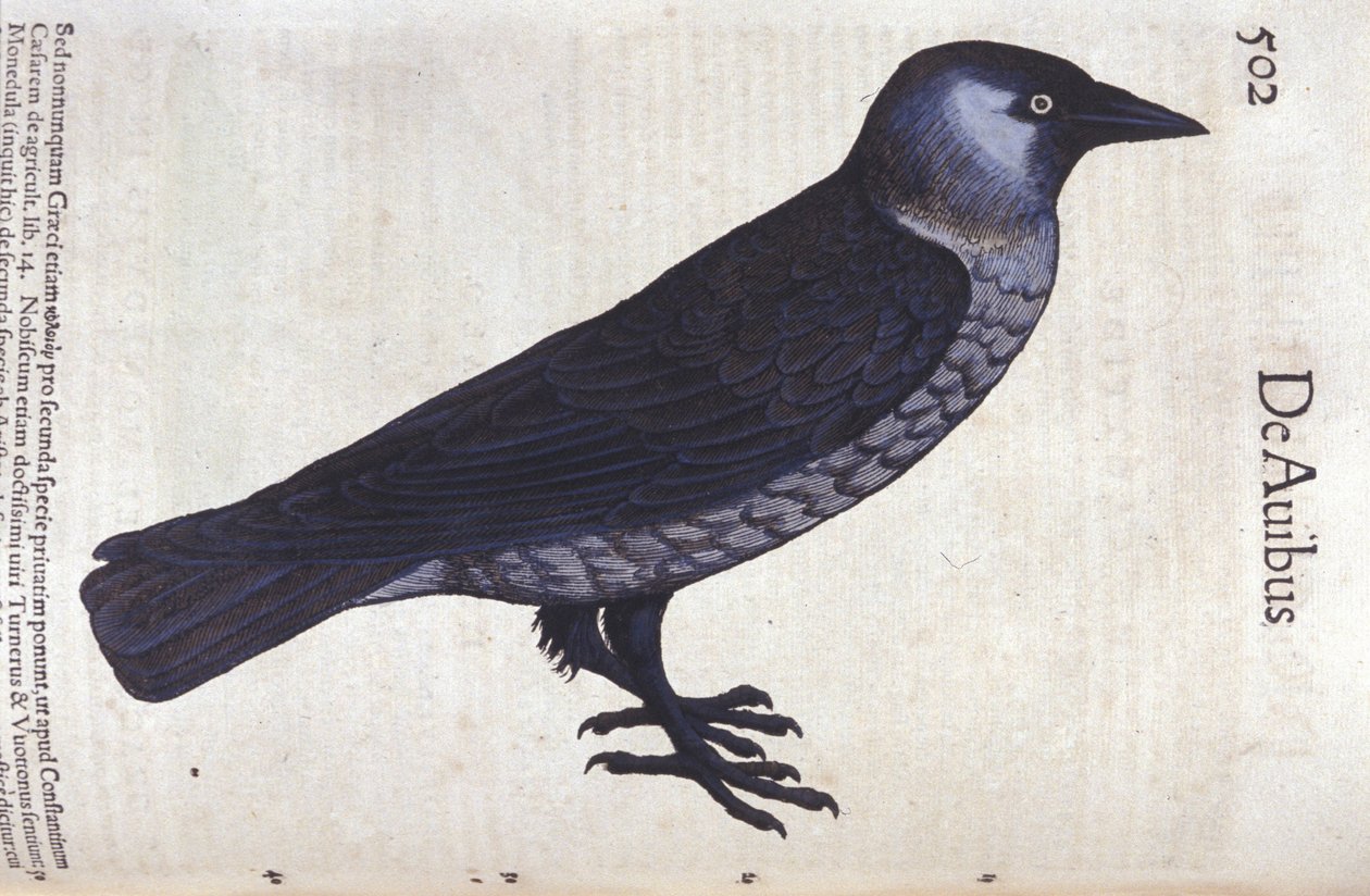 La choucas w Historia Animalium Conrada Gesnera (1516-1565), Tiguri autorstwa Unknown artist