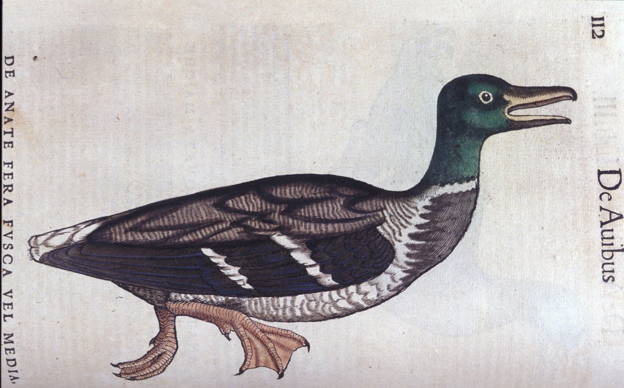 La ducard souchet w Historia Animalium de Conrad Gesner (1516-1565), Tiguri autorstwa Unknown artist